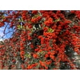 thumbnail image 1 of 25 Seeds - SCARLET FIRETHORN Pyracantha Coccinea Bush Shrub Flower Seeds, 1 of 11