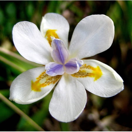 25 Seeds WHITE AFRICAN IRIS Fortnight Lily Dietes Iridioides Vegeta aka Cape or Butterfly Iris Yellow Purple Flower Seeds
