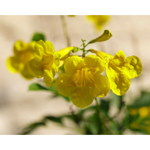 25 Seeds of Esperanza Seeds Yellow Bells Yellow Trumpetbush Yellow Elder Tecoma stans