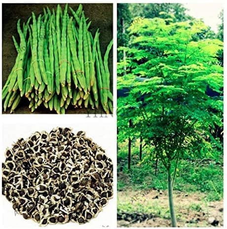 25 Seeds of The Tree of Life The Moringa Tree Superfood, Easy to