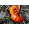 thumbnail image 1 of 25 SeedsTURKISH ORANGE EGGPLANT Scarlet Solanum Aethiopicum Fruit Vegetable Seeds, 1 of 10