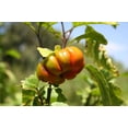 thumbnail image 1 of 25 SeedsTURKISH ORANGE EGGPLANT Scarlet Solanum Aethiopicum Fruit Vegetable Seeds, 1 of 2