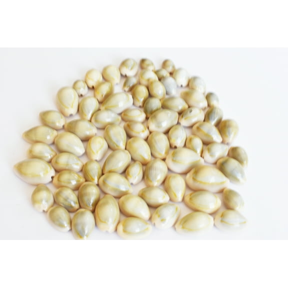 25 Select Ringtop Cowrie Shells Seashells 1/2-1" Shellcraft Cypraea Crafts - No Holes