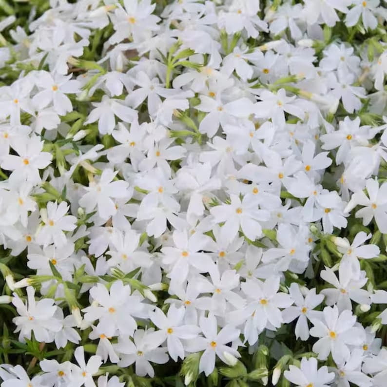 25 Snowflake Creeping Phlox Seeds - Cold and Drought,,, for Early Spring or Fall Planting