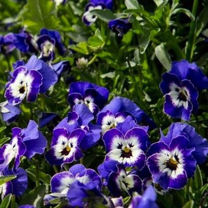 25 Sorbet Delft Blue Viola Seeds - Cold, Self-Pollinating, Draft, for Late Summer/Spring Planting