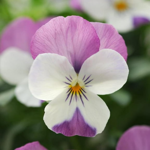 25 Sorbet Pink Wing Viola Seeds - Cold, Self-Pollinating, Draft - for Late Summer or Early Spring Planting