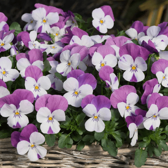 25 Sorbet Pink Wing Viola Seeds