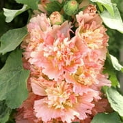 Toadstool Seeds 25 Apricot Hollyhock Seeds, Perennial Cottage Garden Flowers, Pollinator Plant