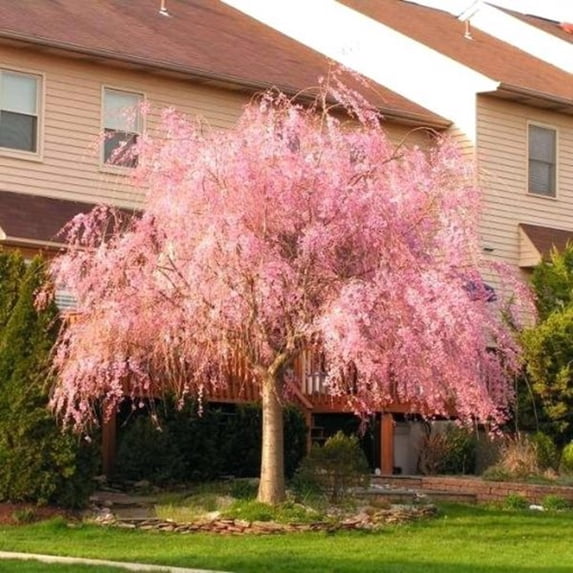 Toadstool Seeds 5 Flowering Cherry Tree Seeds, Fragrant White Blooms for Ornamental Landscaping
