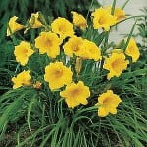 25 Stella D'Oro Bareroot 1-2 Fan Plants