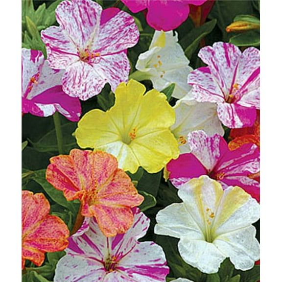 25 Striped Mix Four O'clock Flowers Seeds 4 O'clock Seeds Flower Perennial 156