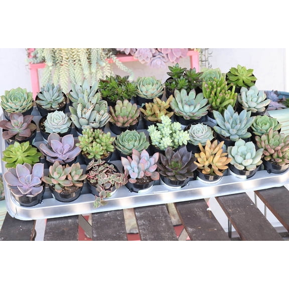 (25 Succulents) Succulent Wedding Favors by The Succulent Source - Succulents for all occasions - Assorted 2.5" Succulents