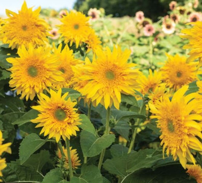 25 Sunflower Seeds Mix - Greenburst Sunflower Seeds - Helianthus annuus - Open-Pollinated - - Heirloom - for Garden Planting