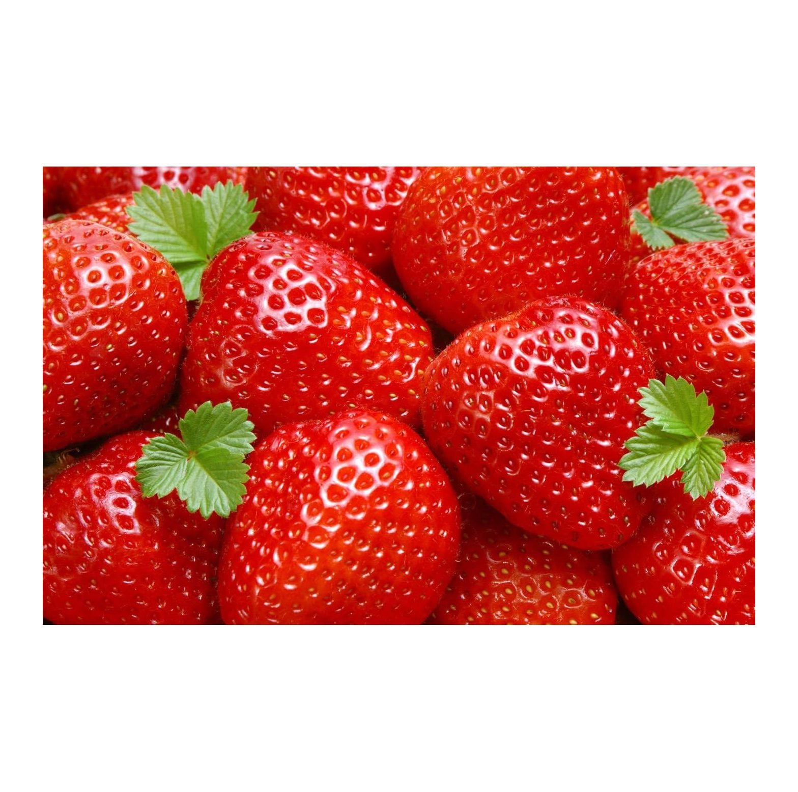 25 Sweet Charlie Strawberry Plants bare root