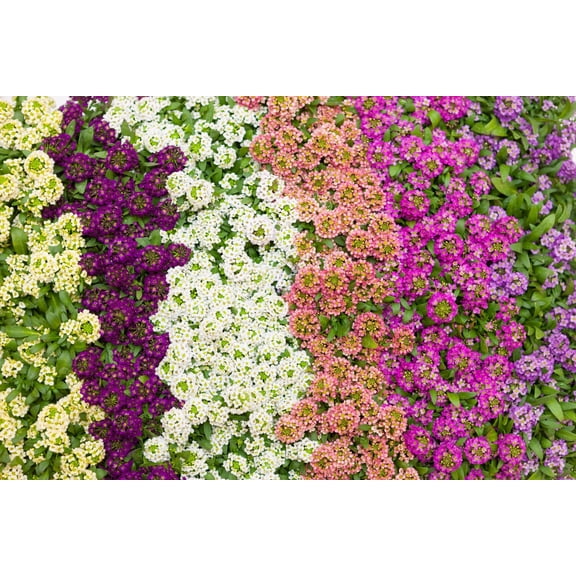 25 Sweet Alyssum Sweetheart Mix Seeds Tiny Colorful Flower Seeds for Spring & Fall Gardens Ideal for Pathways, Edges & Hanging Baskets