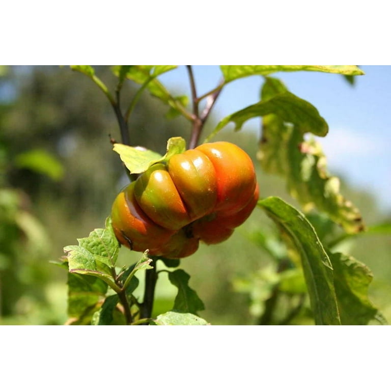 25 TURKISH ORANGE EGGPLANT Scarlet Solanum Aethiopicum Fruit Vegetable Seeds