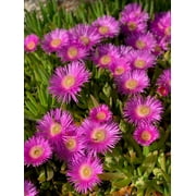 25 Table Mountain ICE PLANT Magenta Fuchsia Delosperma Cooperi Hardy Pink Carpet Flower Seeds