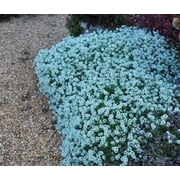 Green River Seeds 25 Sweet Alyssum Teal Seeds - Tiny Colorful Flowers for Spring and Fall Gardening, Ideal for Hanging Baskets and Pathways
