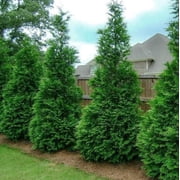 25 Thuja Green Giant Bare Root Trees, 6 12 Inch, Fast Growing Evergreen Plants, Privacy Screen Hedge & Outdoor Landscaping