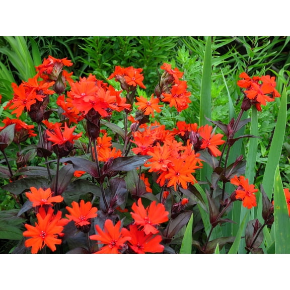 25 VESUVIUS CAMPION Red Orange Lychnis Arkwrightii Catchfly Flower Seeds