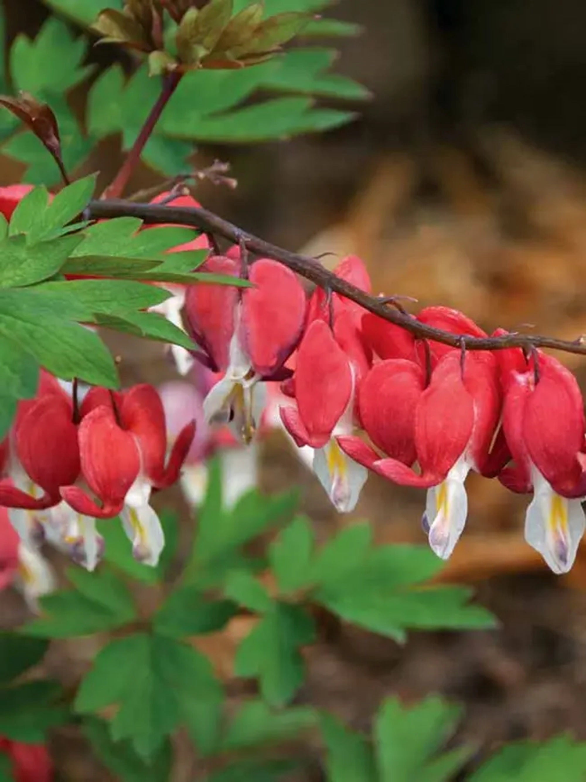 25 Valentine Bleeding Heart Seeds – Shade Loving Perennial Flower ...