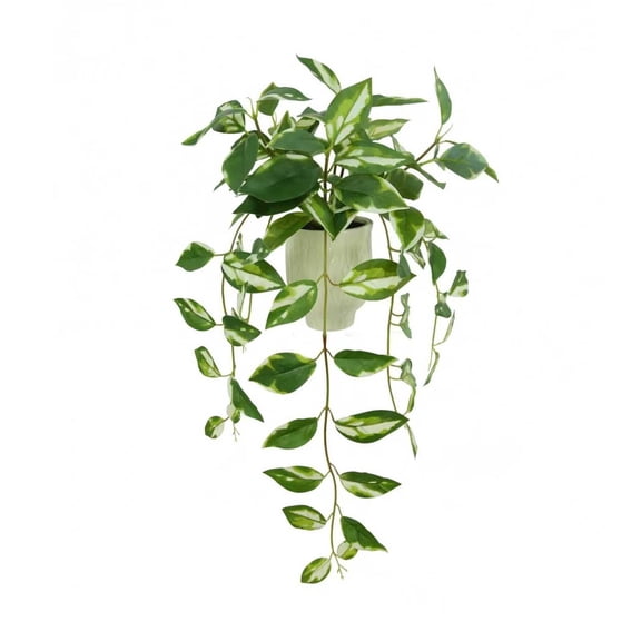 25" Variegated Hoya in White Ceramic Pot by Ashland - Spring Floral for Crafting and Home Decor