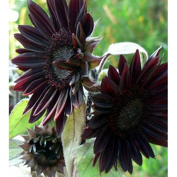 25 Velvet Queen Black Sunflower Seeds Flowers Seed Flower Perennial Bloom 235