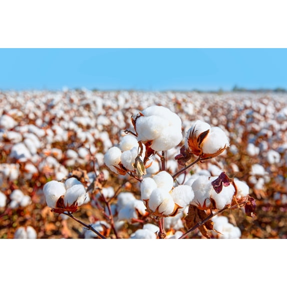 25 WHITE COTTON Gossypium Hirsutum Plant Seeds
