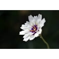 thumbnail image 1 of 25 WHITE CUPID'S DART Love Plant Catananche Caerulea Flower Seeds, 1 of 8