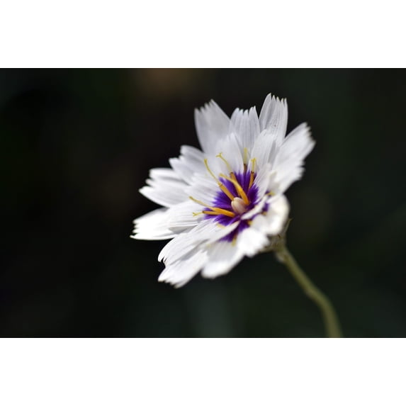 25 WHITE CUPID'S DART Love Plant Catananche Caerulea Flower Seeds