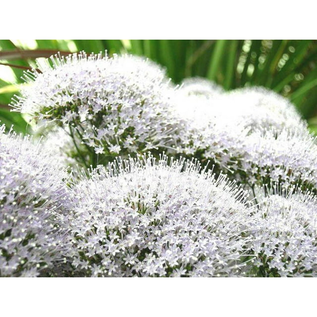 25 WHITE THROATWORT Trachelium Caeruleum Flower Seeds