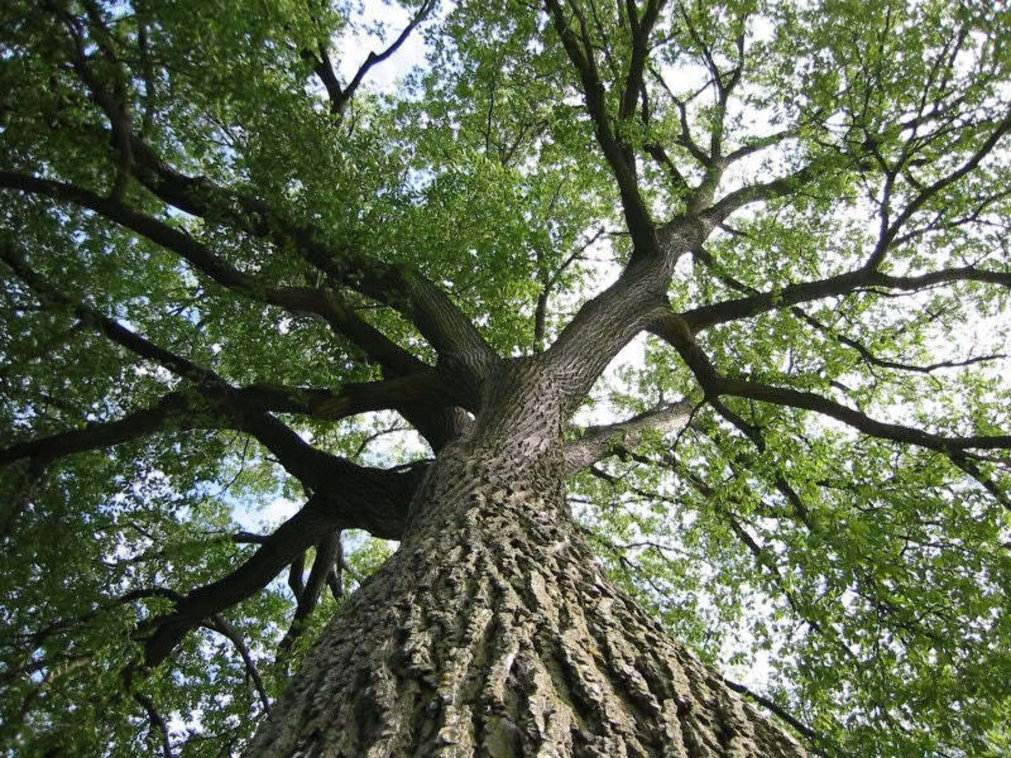 25 White AMERICAN ELM tree Ulmus Americana RED Flower Seeds Walmart com