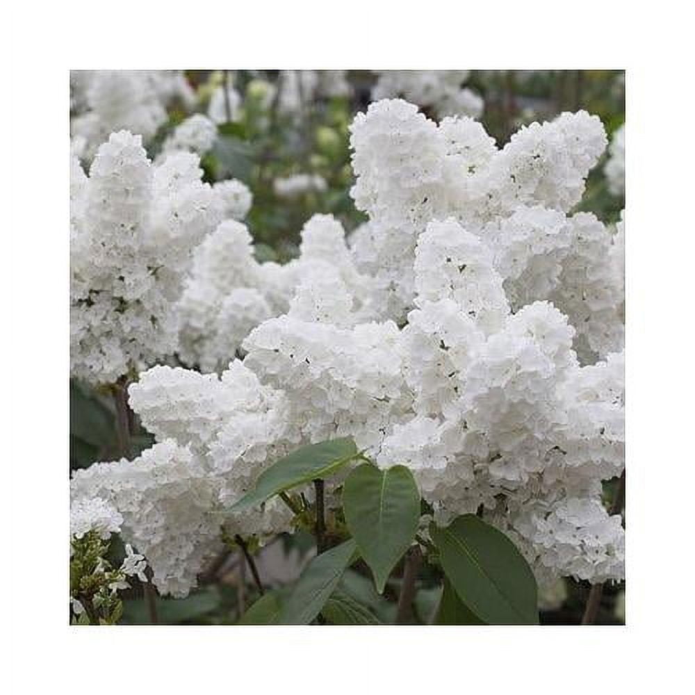 25 White Japanese Lilac Seeds (Extremely Fragrant)/…
