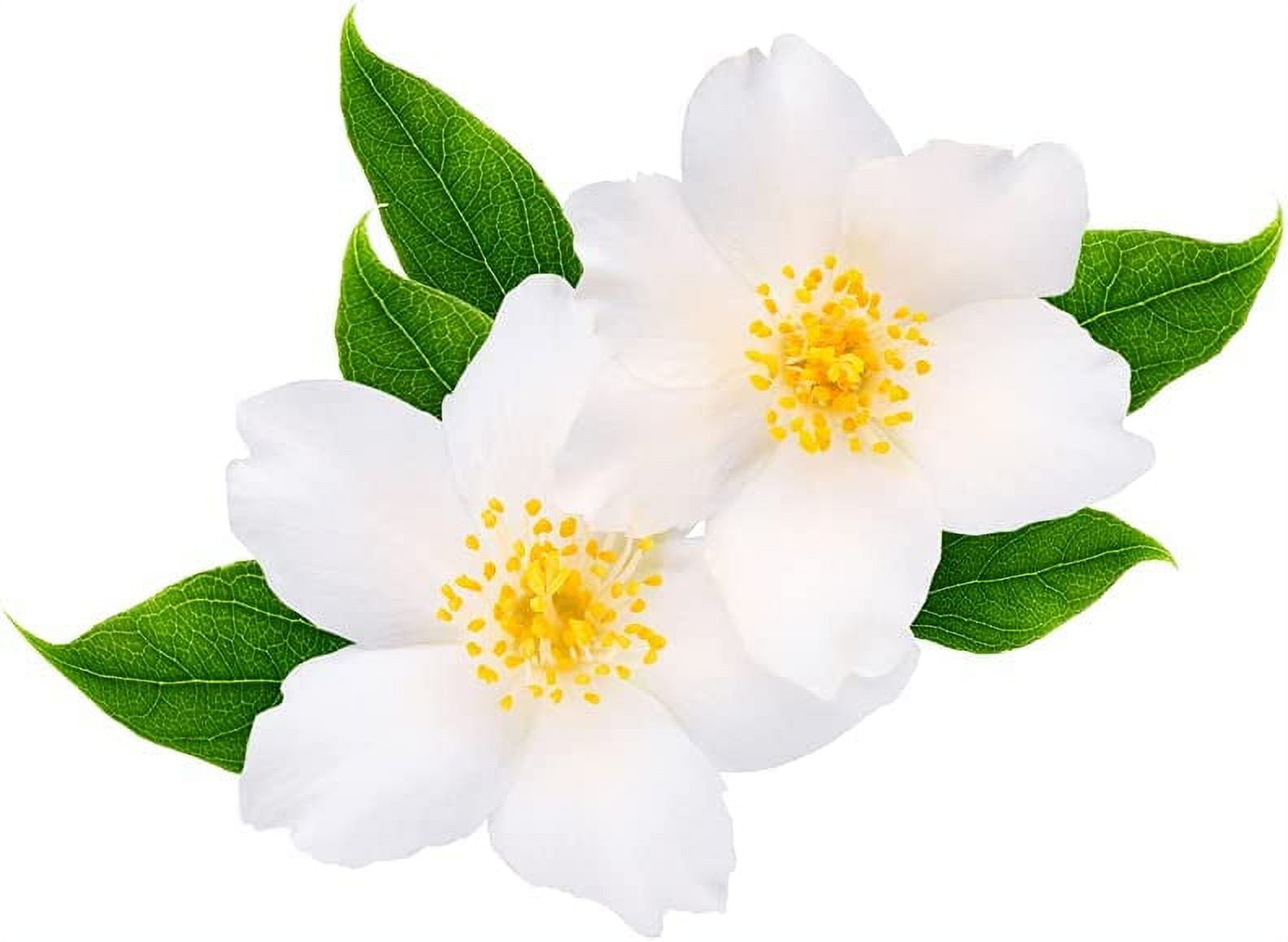 25+ White Jasmine Tree Seeds - Vibrant White Flowers, Easy to Grow ...