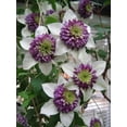 25 White & Purple Clematis Seeds – Large Bloom Climbing Perennial Vine ...