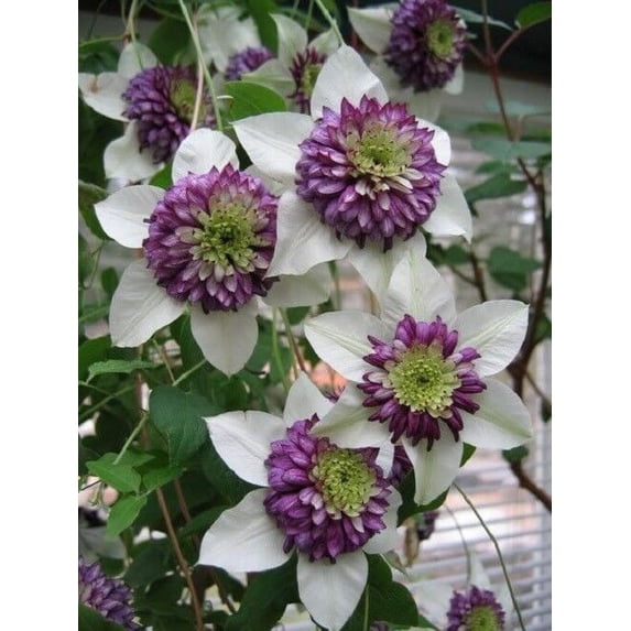25 White & Purple Clematis Seeds – Large Bloom Climbing Perennial Vine ...