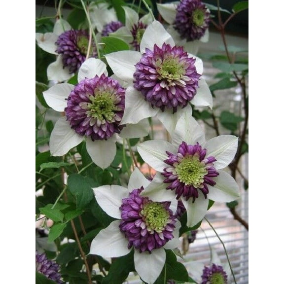 25 White Purple Clematis Seeds Large Bloom Climbing Perennial Garden Flower 75