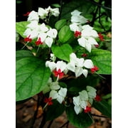 25 White Red Bleeding Heart Seeds Flowers Perennial Flower Seed 313