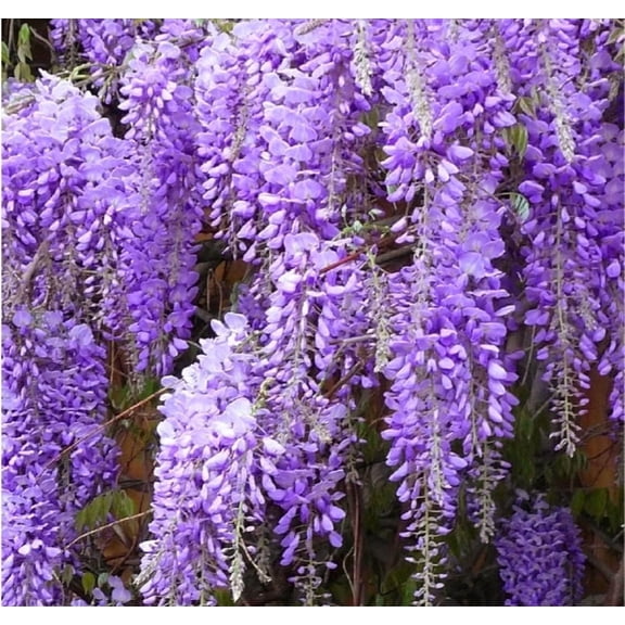 25 Wisteria Seeds Purple Flowers Blue Moon Wisteria Chinese Blue Wisteria sinensis Tree Fast Climber Flower Vine Hardy Plant