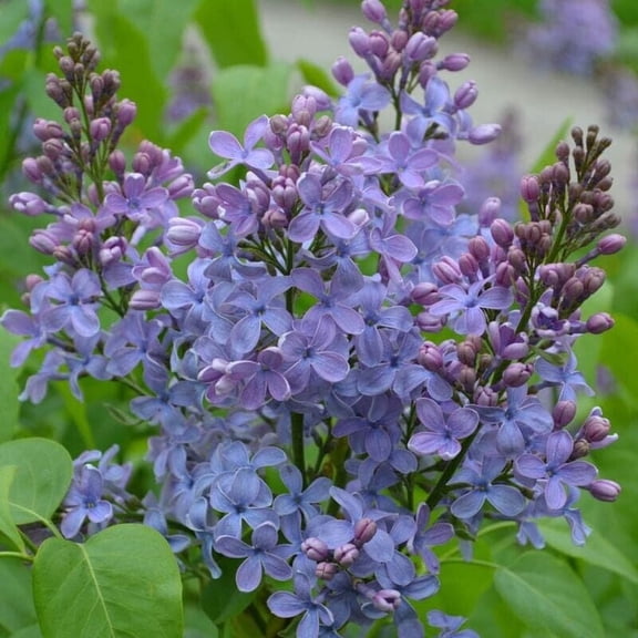 Wonderblue Lilac Seeds (25 Pack) Syringa Flower Seeds for Planting Outdoors, Fragrant Blue Lavender Spring Blooming Shrub for Garden, Yard & Cottage Landscape