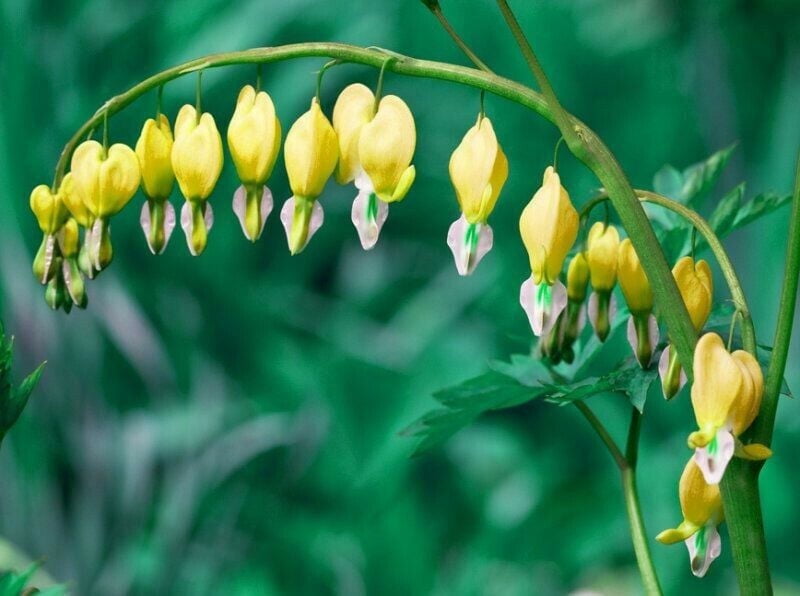Bleeding Yellow 25 Yellow Bleeding Heart Seeds – Shade Loving Perennial Flower ...