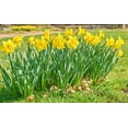 thumbnail image 1 of 25 Yellow Daffodil Bulbs - Narcissus Large Giant Bulbs - Ships from Iowa, USA, 1 of 2
