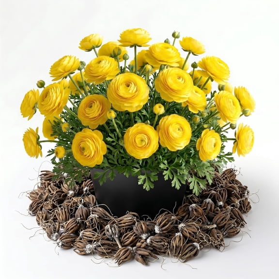 25 Yellow Ranunculus Bulbs for Spring Planting, Summer Flowering Buttercup Corms Peony Ranunculus Flower Bulbs