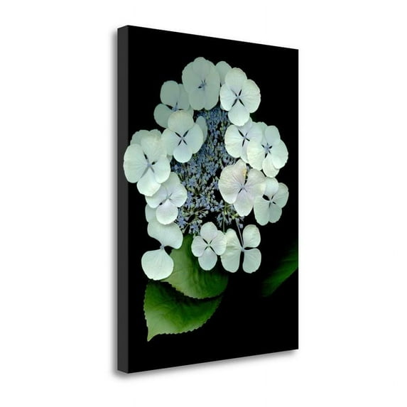 25" x 33" Floral Color - 25 By Alan Blaustein Print on Canvas Fabric Multi-Color