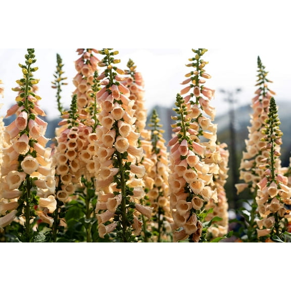 250 APRICOT BEAUTY FOXGLOVE Digiitalis Purpurea Flower Seeds