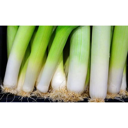 250 American Flag Leed Seeds - Heirloom Non-GMO Leek Seeds - Delicious!
