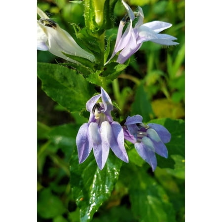 250 Blue INDIAN TOBACCO (Indian Lobelia) Lobelia Inflata Flower Seeds