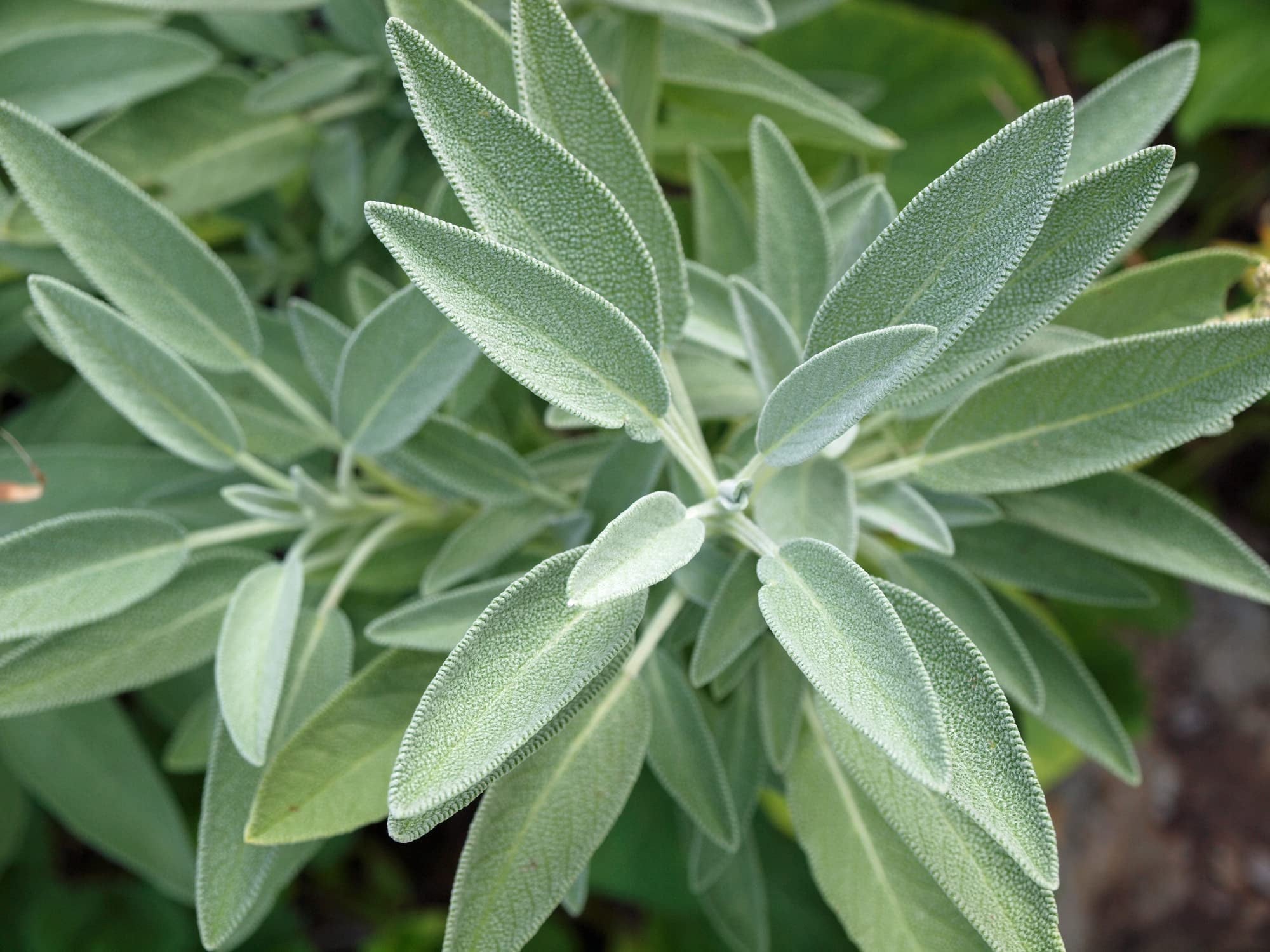 250+ Broadleaf Sage Seeds for Planting - Made in USA - Easy Growing ...
