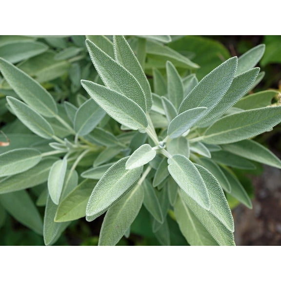 250+ Broadleaf Sage Seeds for Planting - Made in USA - Easy Growing Perennial Herb