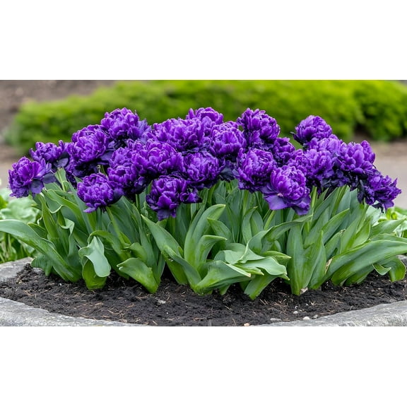 Negrita Double Tulip Bulbs for Planting - Vibrant Purple Flowers, Top Size Bulbs, Perennial Flowers (5 Bulbs)